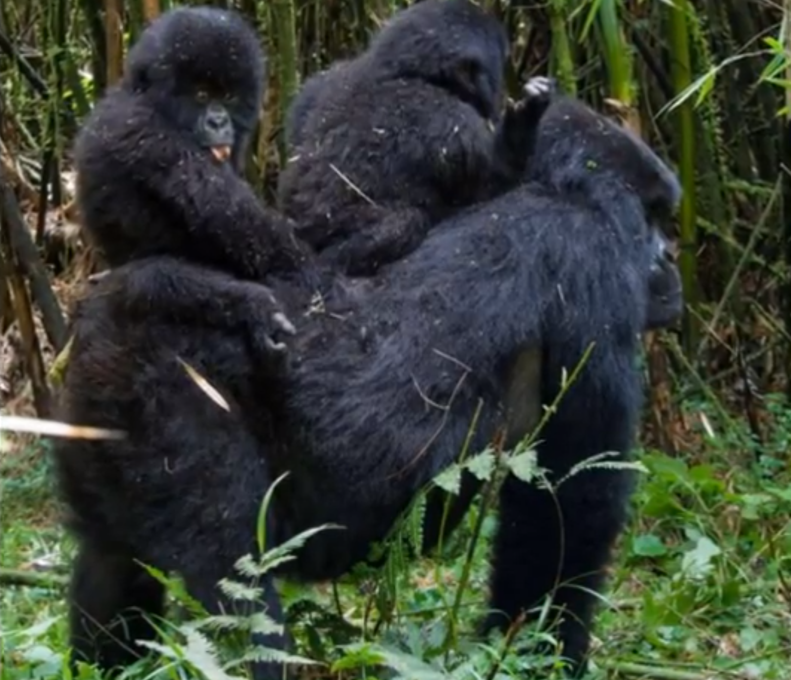 Gorilla, bebisar, Tvillingar, Djungel, söta, bildextra